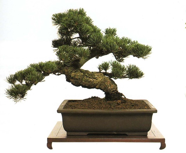 Everything You Need Know About Growing Bonsai Trees Karate Kid Learn