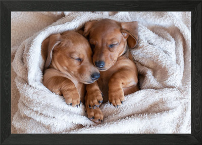 Gerahmtes Wandbild Poster Leinwanddruck Bild schlafende Hunde