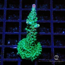 (I9) WA Magic Stick Acro - WYSIWYG Live Coral Frag
