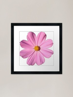 Pink Cosmos (Isolated) Framed Art P Framed Wall Art Poster Canvas Print Picture