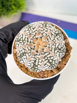 Astrophytum V-Type (at6) (r1) | Rare Star Cactus