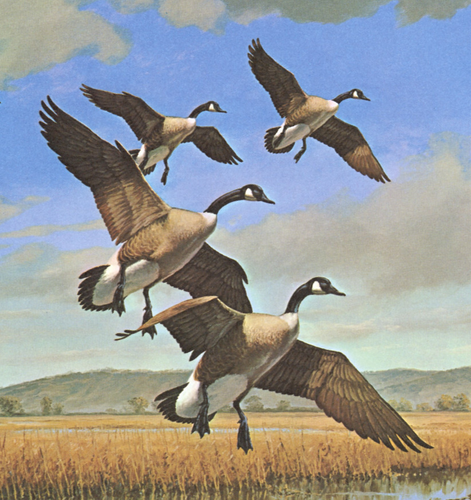 Impresión vintage 1978 Canadá pájaro ganso canadiense ganso pato cielo volador David Maass - Imagen 2 de 3