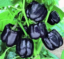 - Seeds Black Sweet Bell Pepper - Heirloom Vegetable - GMO Free