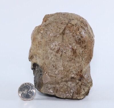 Superb Triceratops Round Occipital Condyle 4.5'' Hell Creek Montana COA 6187