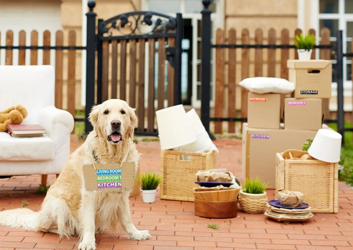Moving dog from bedroom to kitchen cheap