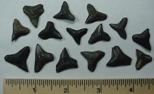 15 - Fossilized Requiem Shark Teeth ( Bull, Blacktip, etc...) from South Florida