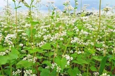 Buckwheat Seeds (200) / ANCIENT GRAIN / FLOWER / ORGANIC / EXTREMELY RARE