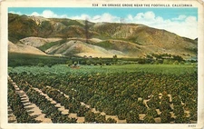 White Border Postcard CA D807 Orange Grove Near the Foothills Calif 1931 Posted