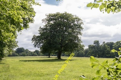 Foto 12x8 Bäume in der Nähe von Main Drive, Trent Park, Cockfosters East Barnet c2016