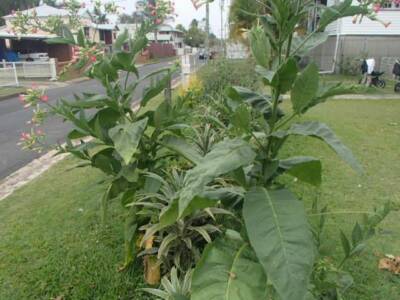 Tobacco Seeds Home Garden Gumtree Australia Free Local Classifieds