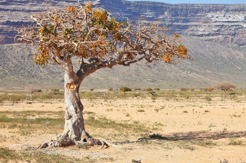 Sacred Myrrh (Commiphora myrrha) Pure Premium Finest Essential Oil from Kenya - Picture 4 of 4