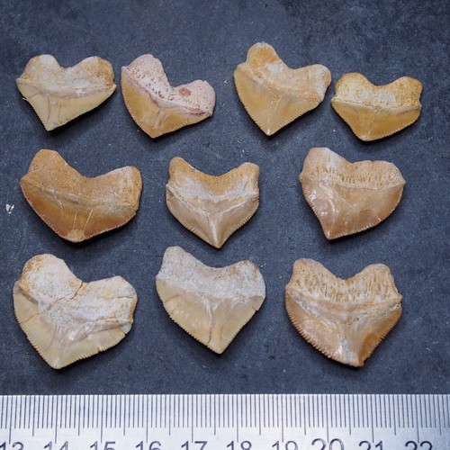 10pcs fossil Shark Squalicorax Pristodontus Corax Tooth Teeth lot more Fossil 10 - Picture 5 of 6