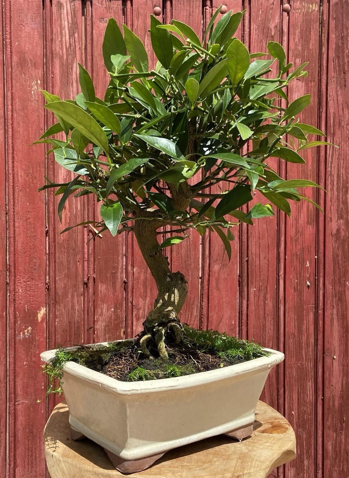 Bonsaï d'exception Citrus Limequat grand sujet de 15 ans pour salon raffiné