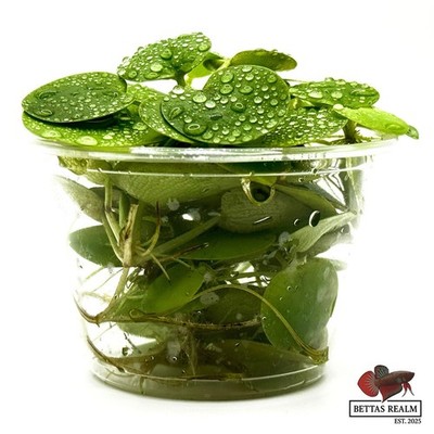 Amazon Frogbit Live Aquarium Floating Plant 4 oz Cup Fast FedEx 2-Day Shipping