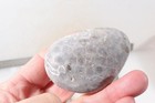 Petoskey Stone Fossil Coral Lapidary 13 oz. windowed three pc rough lot P3 — photo 5