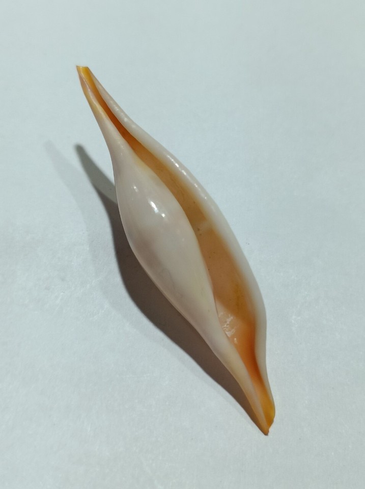 Formosa/SEASHELL/phenacovolva tokioi 51.8mm. eBay