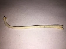 Real Raccoon Baculum Penile (Penis Bone) - One Bone