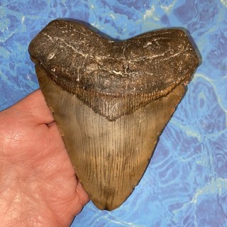 MEGALODON SHARK TOOTH 5.02” HUGE TEETH MEG SCUBA DIVER DIRECT FOSSIL NC 0977