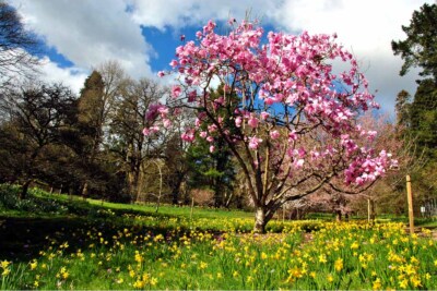 Magnolia Tree Batsford Arboretum Cotswolds UK Foto Bild Posterdruck