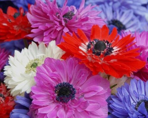 6 Anemone Mixed Flower Bulbs-A Variety of Pretty Colors with Semi-Double Petals - Picture 1 of 1