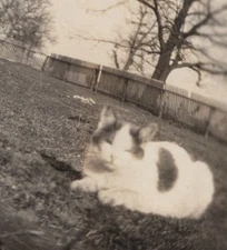 FUZZY Cute Adorable Pet Cat Portrait Grass Tree White With Spots