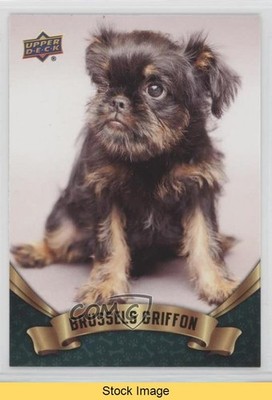 2018 Upper Deck Canine Collection Puppy Variant Brussels Griffon #324 READ 0p0t