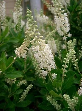 Clethra alnifolia SWEET PEPPERBUSH SHRUB Seeds!