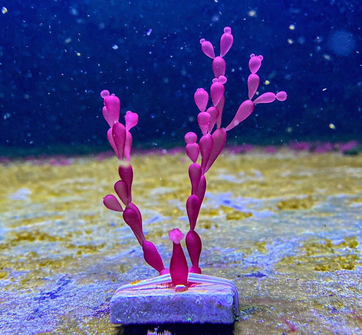 Live Frag Macro Algae String of Pearls Coelarthrum Saltwater Coral Reef