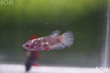 LIVE BETTA HMPK FEMALE BLACK VARIANT BOM-A614