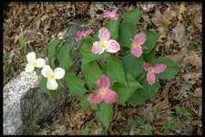 424048 Trilliums Quebec Canada A4 Photo Print