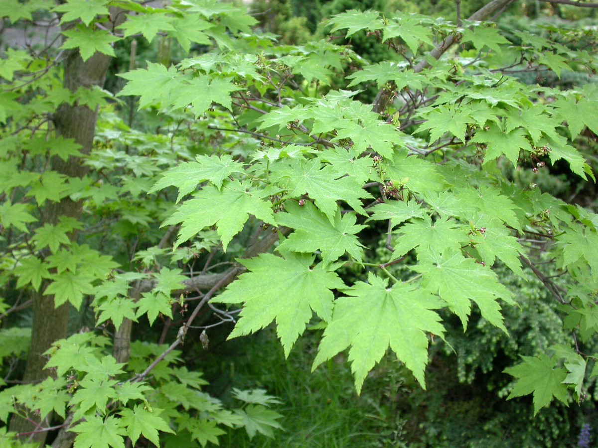 K-POP・アジア Maple Korean Maple, Acer pseudosieboldianum, Tree Seeds (Showy