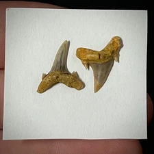 Extinct Sand Tiger Shark Tooth (Jaekelotodus trigonalis) .62" & .61" Fossil