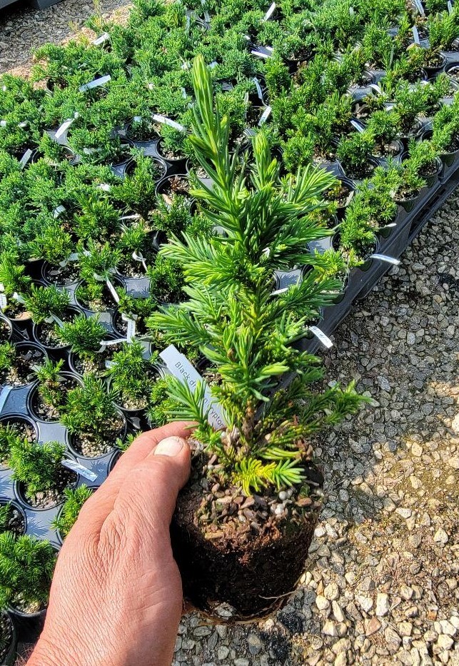 Black Dragon Cryptomeria ( japanese cedar - Starter Plant ( 7L