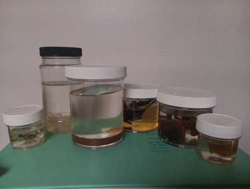 Lot 6 Jars Wet Specimens Arthropods Spiders Horseshoe Crab Jellyfish Rare Set - Picture 2 of 16