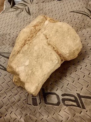 Dinosaur bone fossil section - Authentic