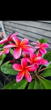 Kaneohe Sunburst Plumeria Cutting- Very Rare- 2 Tips Rainbow Pink Yellow