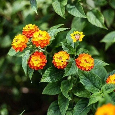 Organic Dried Lantana Leaves Herbal Tea Natural Ayurvedic Wild Harvested Ceylon