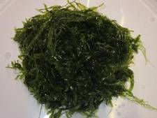 Live Caulerpa Prolifera, Marine Macro Algae Reef Refugium Saltwater (Ziploc bag)