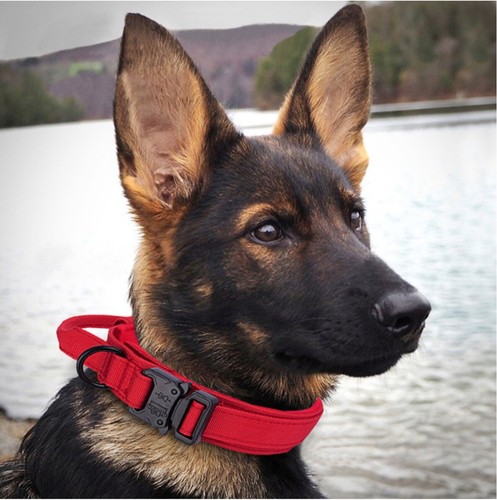 Dog Collars Walking Training Pet Accessories Tactical Nylon australia post - Picture 5 of 11