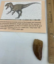 Carcharodontosaurus dinosaur CARCHARODON T00TH 1 1/2” AKA African TREX T REX CT2