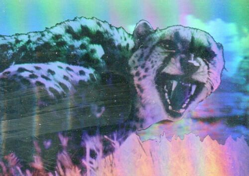 Tarjeta de holograma de persecución de animales salvajes del zoológico de San Diego H-3 Cardz 1993 - Imagen 1 de 2