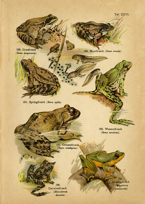 Antiker Druck-MOORFROSCH-GEMEINER FROSCH-ESSBARER FROSCH-AMERIKANISCHER BULLFROSCH-Schleyer-1890