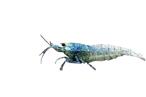 Las Vegas Exotic Fish Orange Sunkist Shrimp - 20 High Grade Live Freshwater Aquarium Shrimp (Live Guarantee) - View #6