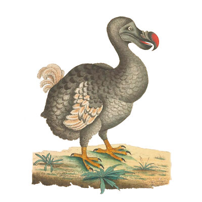 Vogel Dodo Vintage Illustration großer Wandbilddruck Leinwand Premium Poster