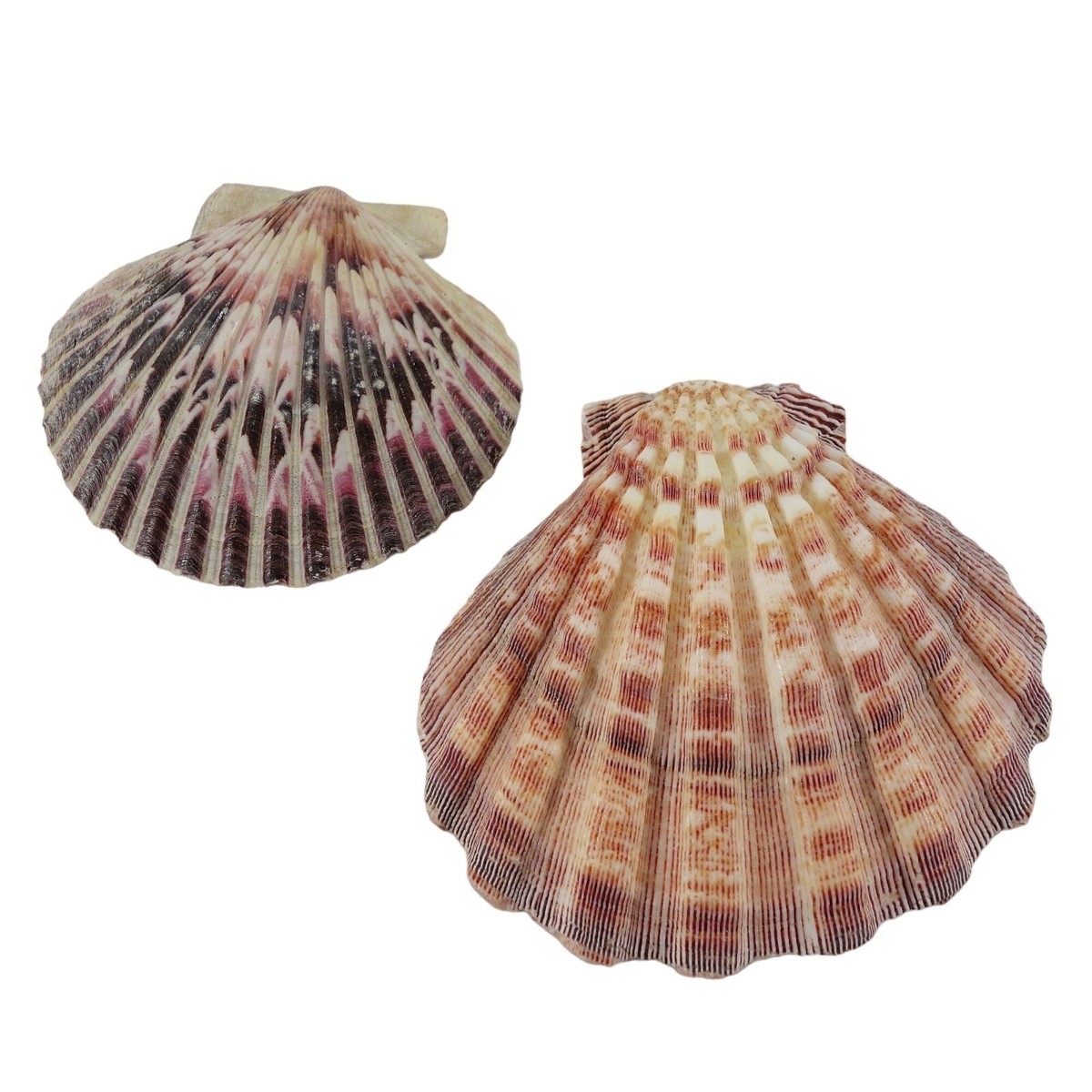オッフェン ポインテッド Offen　scallop pattern 40 オッフェン ポインテッド Offen scallop pattern 40 オッフェン
