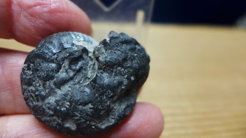 GEOLOGICAL ENTERPRISES Cretaceous fossil ammonite Anahoplites planus France - Picture 6 of 9