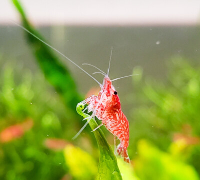 Red Cherry Shrimp (Fire Red Shrimp) 20+ RCS, Neocaridina