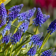 Muscari Armeniacum Grape Hyacinth Blue Spring X5 Bulbs