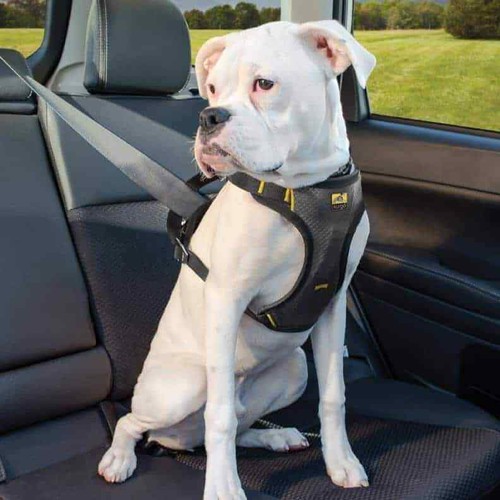 dog safety seat