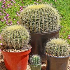 Golden Barrel Cactus - Echinocactus grusonii cactus Cacti Succulent real live pl